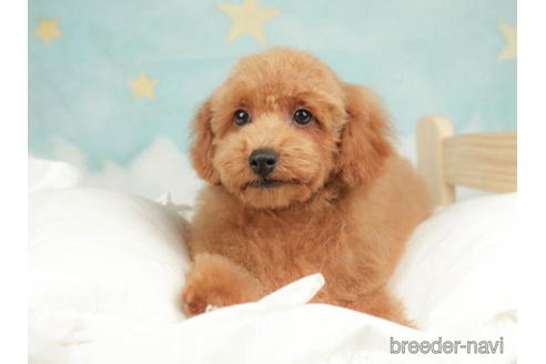 成約済の千葉県のトイプードル-210413の3枚目